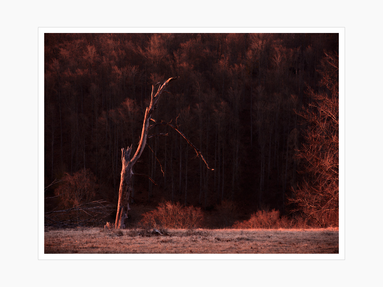 Max Schiefele Alle Bilder  DSF8831